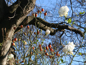 rose hip bloom , rose, bloom HD wallpaper