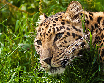 Animals, Grass, Leopard, Muzzle, Sight, Opinion HD wallpaper