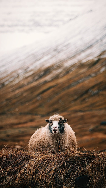 Farm animals, graphy inspiration, Animal subjects, Farm life HD phone wallpaper