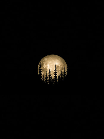 Trees, Moon, Silhouette, Full Moon HD phone wallpaper