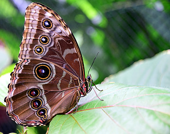 Patterns, Macro, Butterfly, Wings, Morpho Peleid, Morfo Peleida HD wallpaper