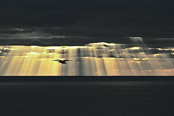 Sky, Sea, Twilight, Clouds, Dark, Bird, Dusk, Sunlight, Sun Rays HD wallpaper