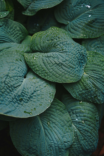 Leaves, Drops, Plant, Macro, Dew HD phone wallpaper