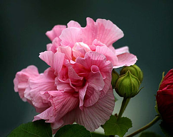 Confederate Rose, rose, pink, confederate, flower HD wallpaper
