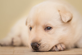 Animals, Muzzle, Sight, Opinion, Sweetheart, Nice, Puppy HD wallpaper