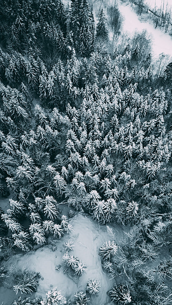 Aerial view, Winter pine trees, Frost , Sony Xperia HD phone wallpaper
