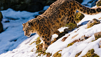 Osx snow leopard , Background HD wallpaper
