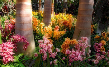 EXOTIC ORCHID PARK, FLOWERS, SUNNY, ORCHIDS, PALM, TREES, EXOTIC HD wallpaper
