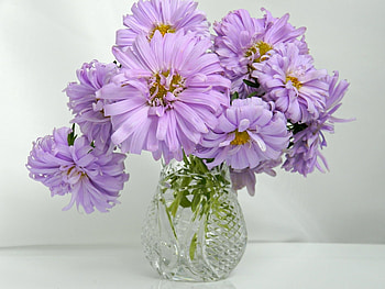Plants, Flowers, Bouquets HD wallpaper