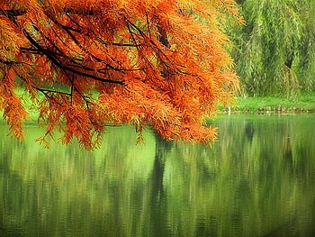 Hangover, river, green, branches, trees, orange branch HD wallpaper