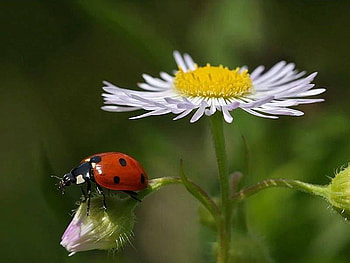 ladybug, road, white, end, daisy HD wallpaper