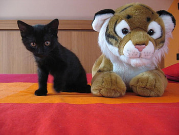 my guardian, kitten, toy, black, guardian HD wallpaper