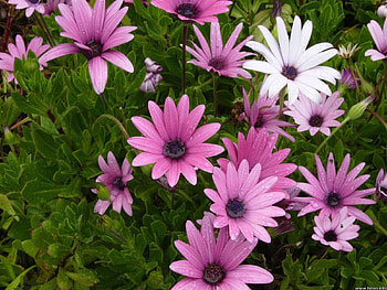 Plants, Flowers HD wallpaper
