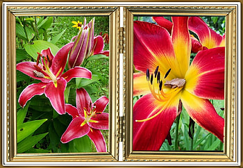 FLOWER COLLAGE, FLOWERS, NATURE, FRAMED HD wallpaper