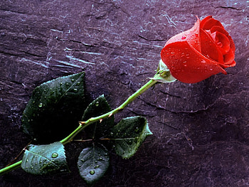 adi, nature, flowers HD wallpaper