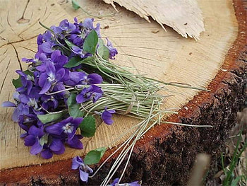violets are blue, blue, left, tree, flower HD wallpaper