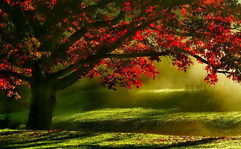 Nature, leaf, graa, tree HD wallpaper