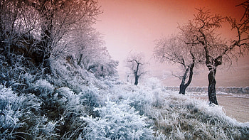 Landscape, Winter, Nature, Trees HD wallpaper