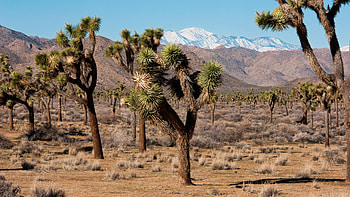 Joshua Tree, Things to do, CNN travel, Visit guide HD wallpaper