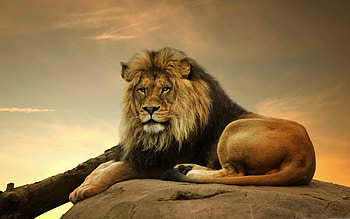 Best lion , quality, to , Exquisite visual experience HD wallpaper