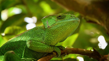 Iguana, animal, reptile, lizard HD wallpaper