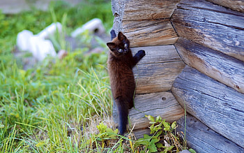 Animals, Wood, Wooden, Kitty, Kitten, Playful, Climb HD wallpaper