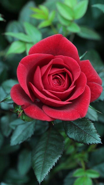 Red Rose, Red Fresh Rose HD phone wallpaper