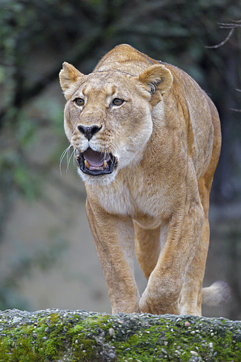 Animals, Lion, Predator, Big Cat, Lioness, Roar HD phone wallpaper