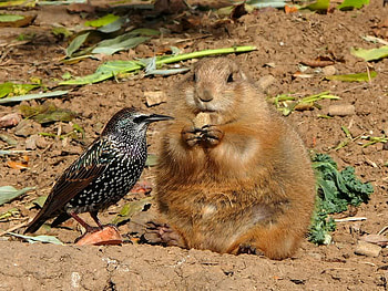 Begging Starling in Prairie's Home, dog, dirt, bird, food HD wallpaper