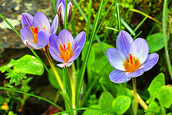 Beautiful Flowers, beautiful, flowers, flower HD wallpaper