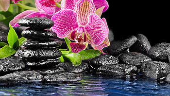 Plants, Flowers HD wallpaper