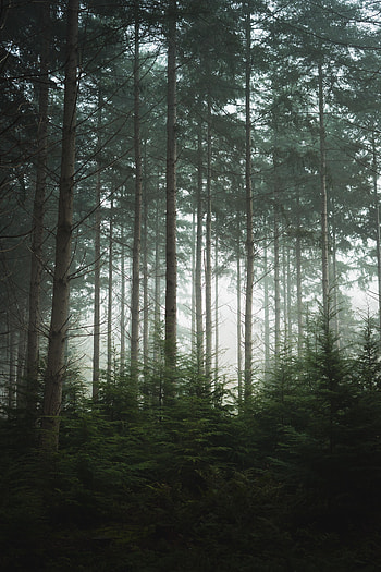 Nature, Trees, Pine, Forest, Fog HD phone wallpaper