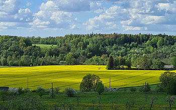 Latvian Landscape, trees, clouds, fields, Latvia HD wallpaper