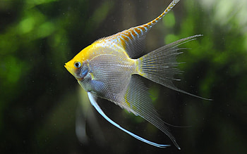 Angelfish, , Ethan Johnson, Underwater HD wallpaper