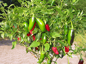 Capsicum annuum, Chilisorte ethnobotanik HD wallpaper