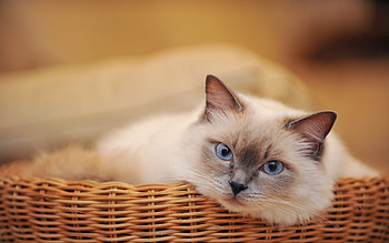 Birman breed, Sacred cats, Gentle temperament, Colorpoint pattern HD wallpaper