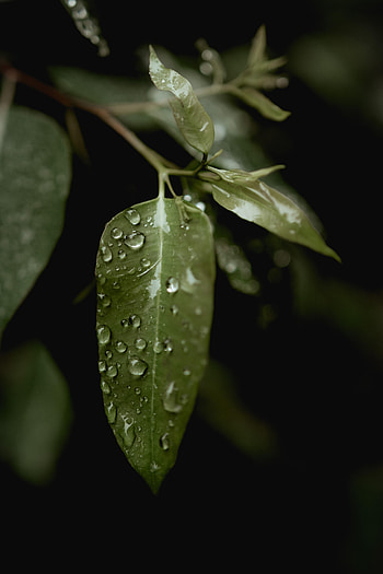 Nature, Leaves, Rain, Drops, Macro HD phone wallpaper