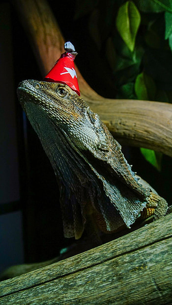 Christmas greetings from Phil, Australian frilled-neck lizard, Festive reptilian cheer, Merry celebrations HD phone wallpaper