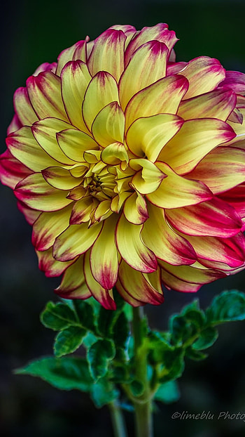 Dahlia, Yellow HD phone wallpaper