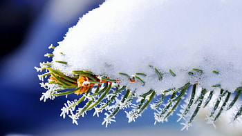 Spruce leaves, winter, graphy, , frosty, fir, snowflakes, abstract, snow, close-up, , snow crystals, macro, frosted, frost, frozen, spruce, branch, leaves, pine, nature, leaf, twigs HD wallpaper