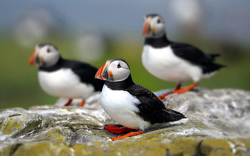 Animals, Bird, Sit, Flock, Cul-De-Sac, Dead End HD wallpaper