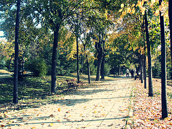Autumn Alley, season, leaves, trees, autumn, alley HD wallpaper