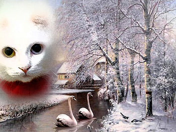 red weft cat, cat, weft, red HD wallpaper