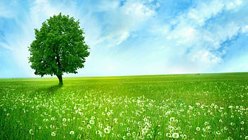 Dandelion field, Go Green HD wallpaper