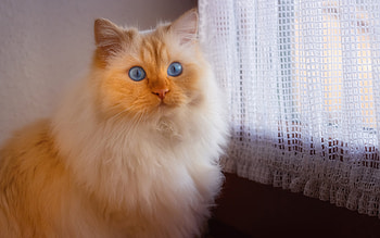 Cat, animal, feline, pet HD wallpaper