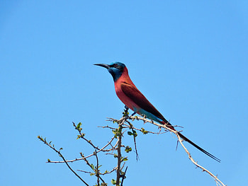 Northern Carmine Bee-eater, Animal, bee-eater HD wallpaper