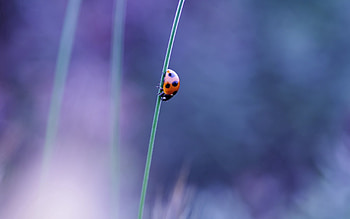 Grass, Macro, Glare, Ladybug, Ladybird, Greased, Smeared HD wallpaper