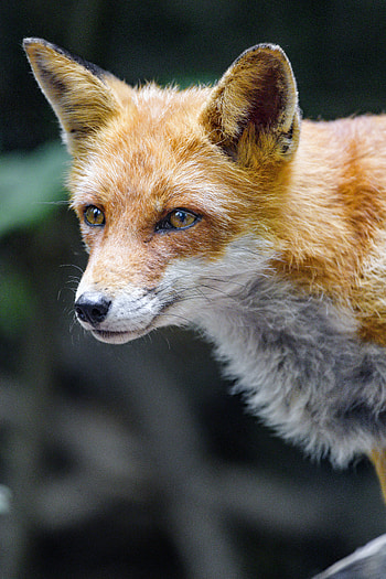 Animals, Fox, Muzzle, Predator, Sight, Opinion HD phone wallpaper