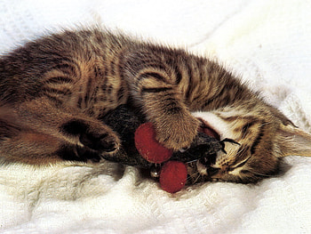 Sleeping, animal, kitten, cat, sleep HD wallpaper