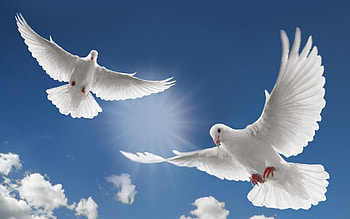 Dove Bird Flying HD wallpaper